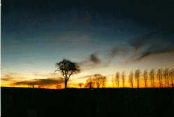 baum